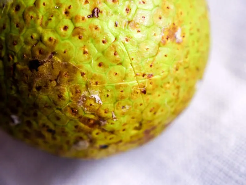 Illustrating a small "x" carved into the end of a raw breadfruit