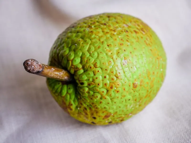 A raw breadfruit