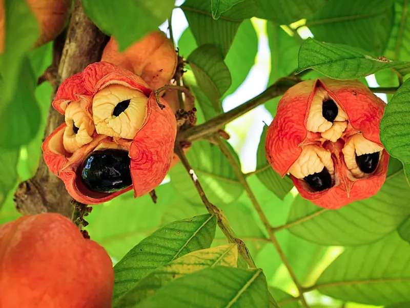 Image of fresh ackee growing on a tree