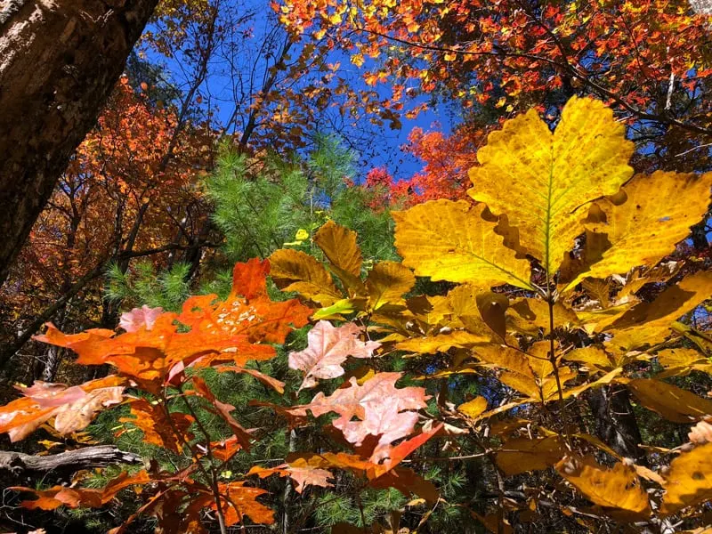 Fall foliage at Dockery Lake