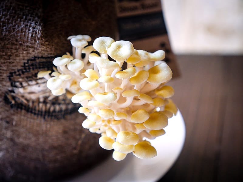 sprouting oyster mushrooms