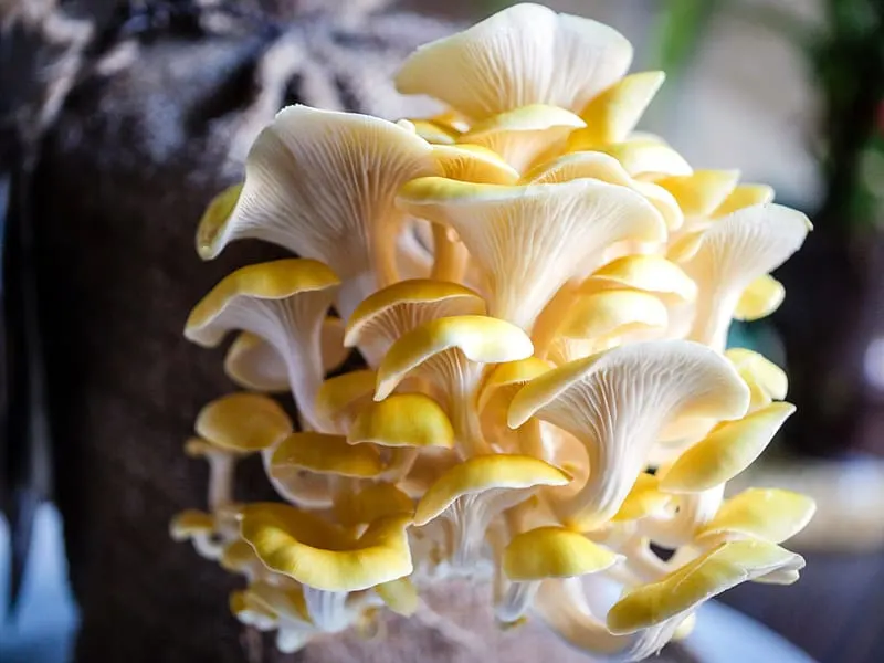 growing oyster mushrooms