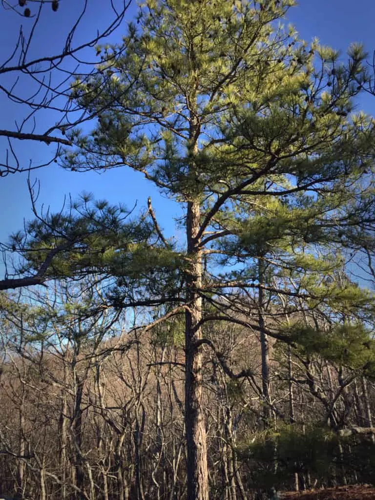 Image of a loblolly pine tree against a wooded winter landscape.