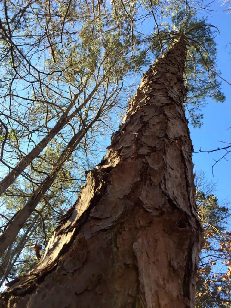 Perspective view of a Loblolly pine tree.