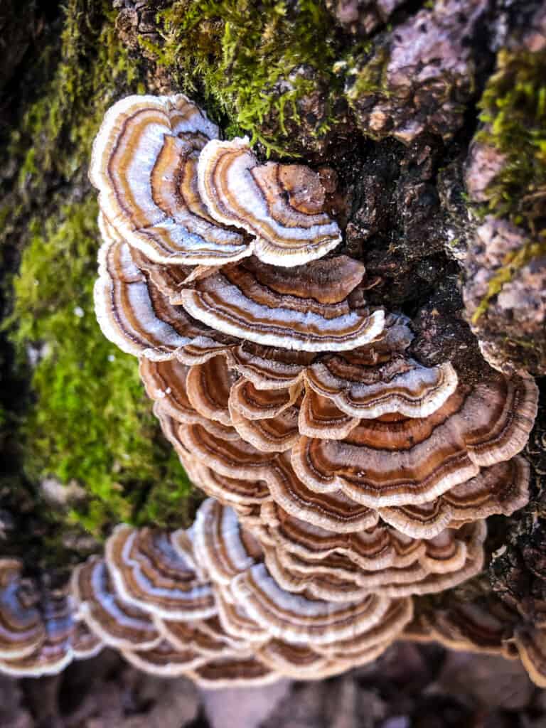 Close up of Turkey Tail Mushrooms on a moss-covered tree stump.