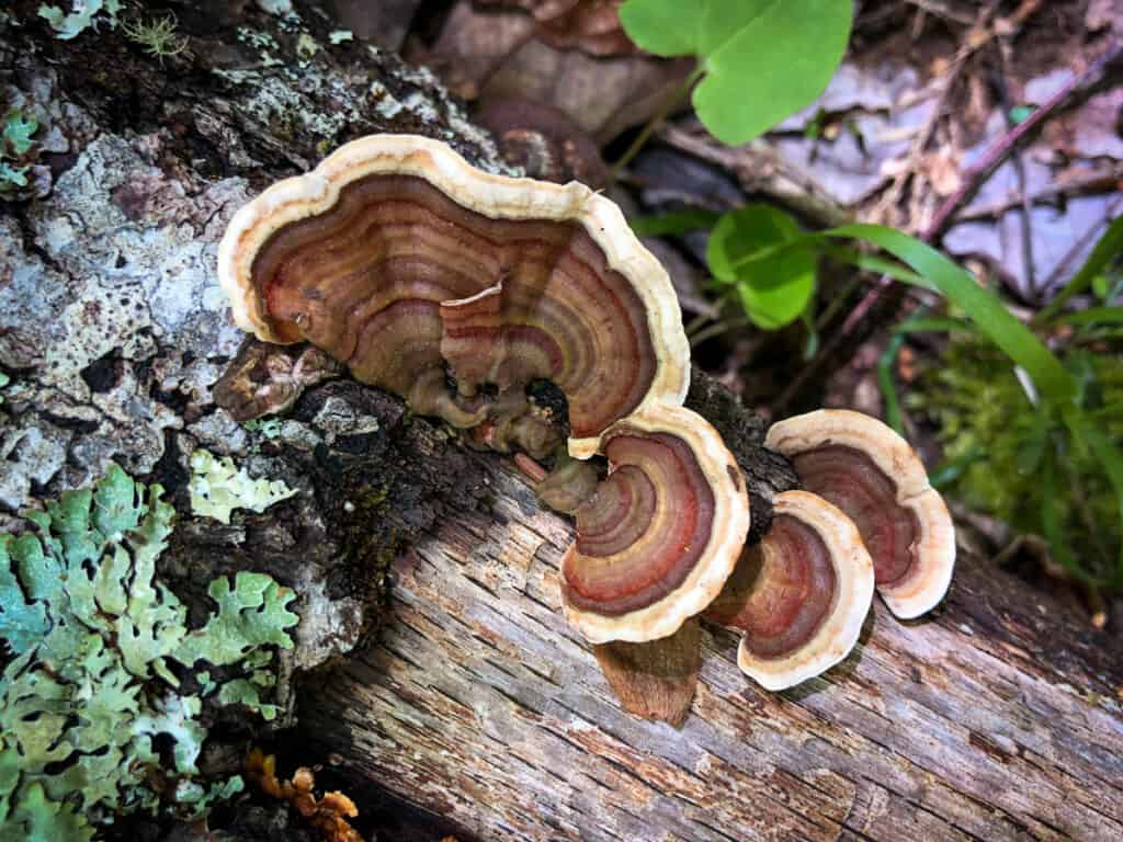 Close up of a turkey tail mushroom or Trametes versicolor