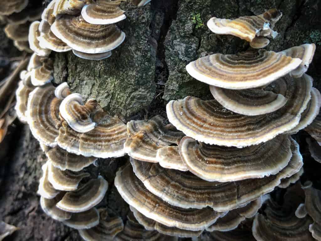 Close up of brown turkey tails growing on a tree stump.