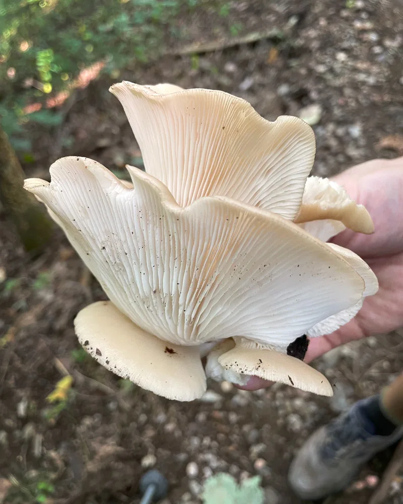 Image of a hand holding a freshly foraged oyster mushroom in a forest.