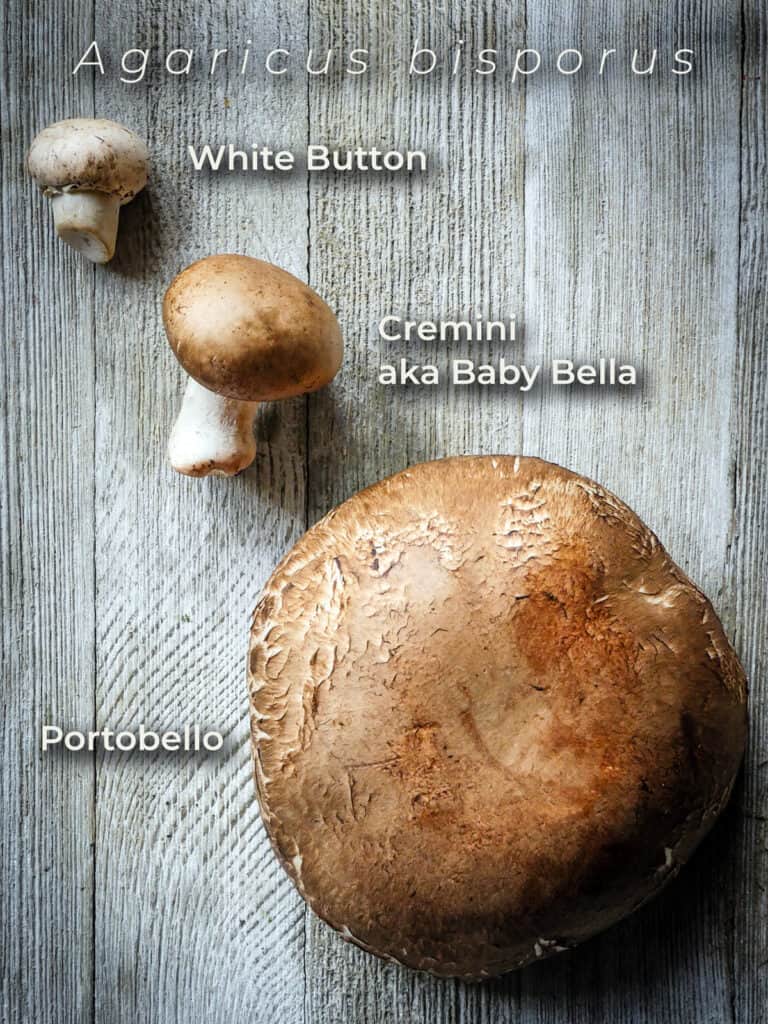 A white button mushroom, cremini mushroom, and portobella mushroom on a wooden table with identifying text overlaid. 