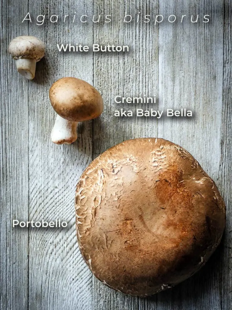 A white button mushroom, cremini mushroom, and portobella mushroom on a wooden table with identifying text overlaid. 