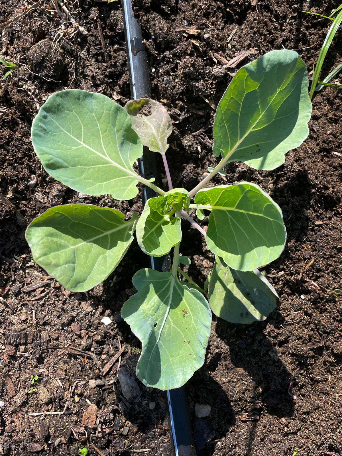 A young collard green plant growing in the ground.